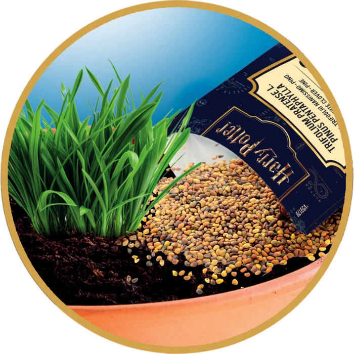 Harry Potter - Alraune - Image 6